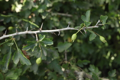 Crataegus microphylla