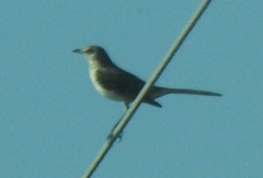 Mimus polyglottos image