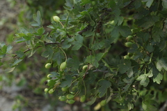Crataegus microphylla