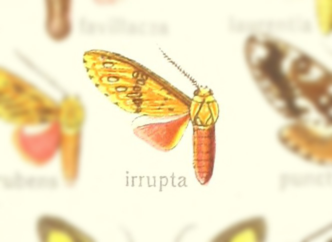 Idalus irrupta