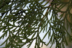 Thuja standishii