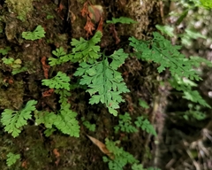 Asplenium dareoides