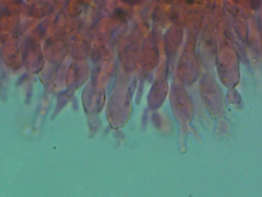 Mycena erubescens