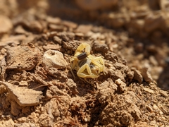 Leiurus hebraeus