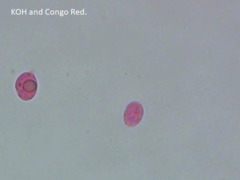 Mycena erubescens