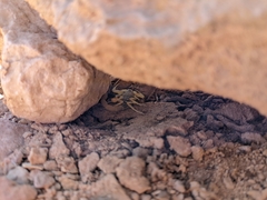 Leiurus hebraeus