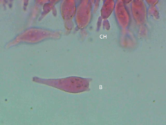 Mycena erubescens