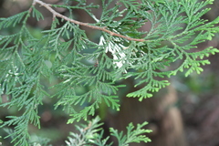 Thuja standishii