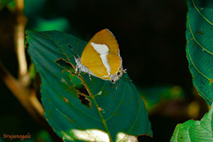 Horaga onyx