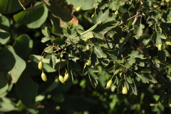 Crataegus microphylla