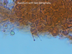 Mycena erubescens