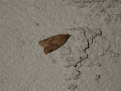 Clepsis peritana