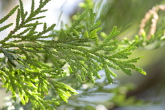 Thuja standishii