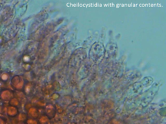 Mycena erubescens