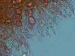 Mycena erubescens