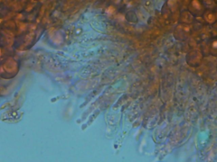 Mycena erubescens
