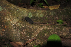 Duttaphrynus melanostictus