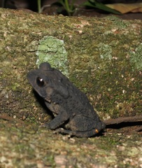 Duttaphrynus melanostictus
