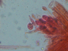 Mycena erubescens