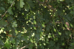 Crataegus microphylla