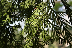 Thuja standishii