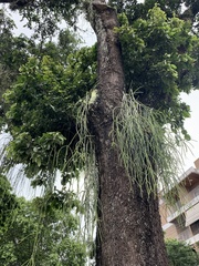Rhipsalis lindbergiana