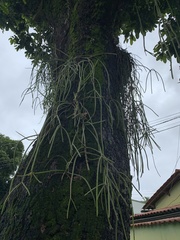 Rhipsalis lindbergiana