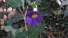 Angiospermae