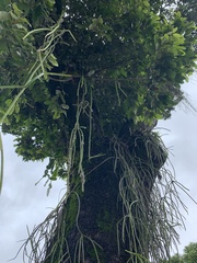 Rhipsalis lindbergiana