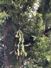 Rhipsalis elliptica
