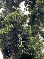 Rhipsalis elliptica