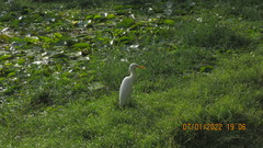 Bubulcus ibis