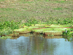 Victoria amazonica