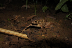 Ingerophrynus biporcatus