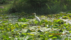 Bubulcus ibis