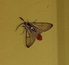 Aethria ornata