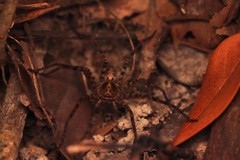 Heteropoda amphora