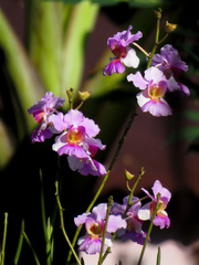 Papilionanthe