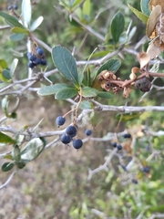Berberis laurina