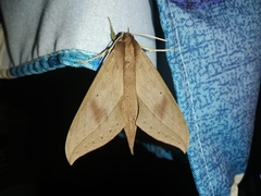 Xylophanes anubus