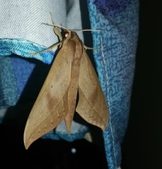 Xylophanes anubus