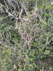 Berberis laurina