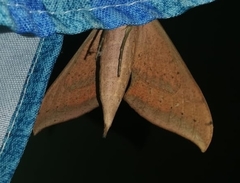 Xylophanes anubus