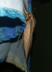 Xylophanes anubus
