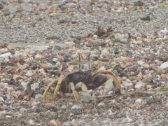 Ocypode ceratophthalmus