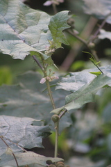 Solanum stramoniifolium