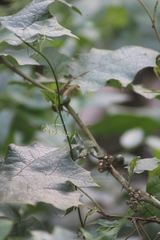 Solanum stramoniifolium