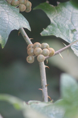 Solanum stramoniifolium