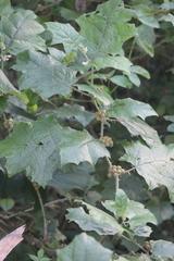 Solanum stramoniifolium