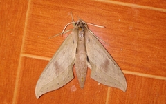 Xylophanes anubus